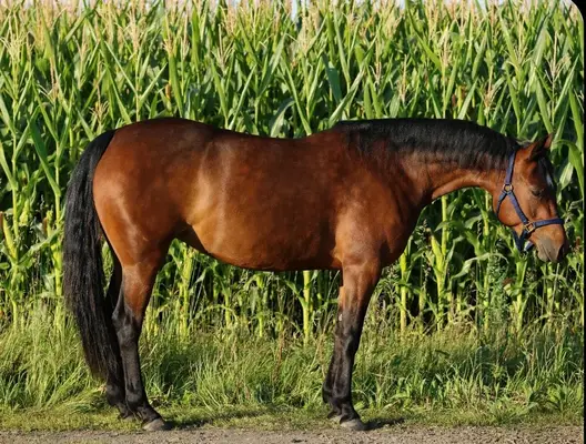 Bildhübsche Quarter Horse Stute mit Talent und Perspektive