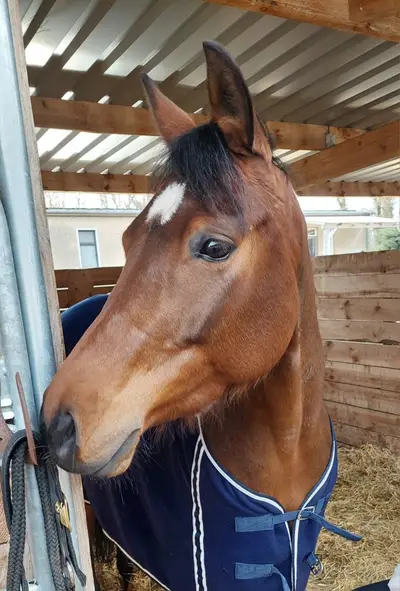 Bildhübsche Quarter Horse Stute mit Talent und Perspektive