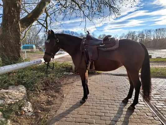 Bildhübsche Quarter Horse Stute mit Talent und Perspektive