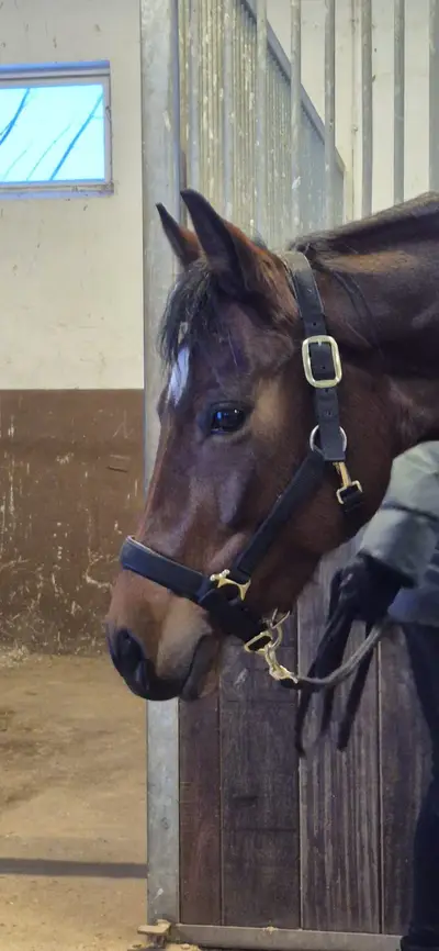 Bildhübsche Quarter Horse Stute mit Talent und Perspektive