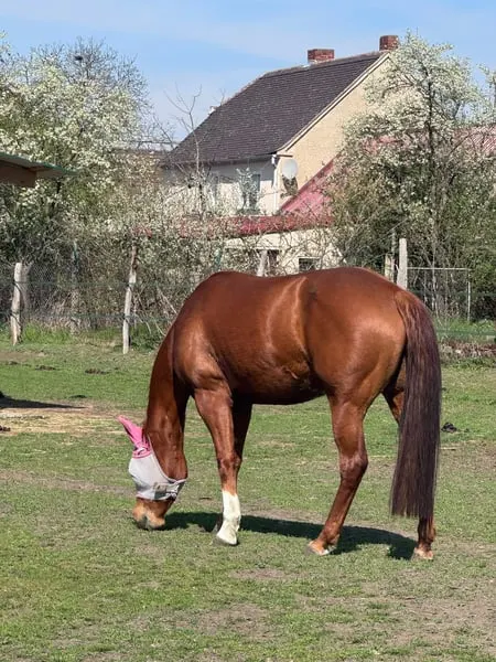 Liebe Quarter Horse Zuchtstute mit bewährter Allround-Abstammung