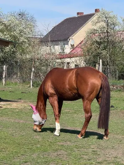 Chère jument de reproduction Quarter Horse avec une lignée polyvalente éprouvée