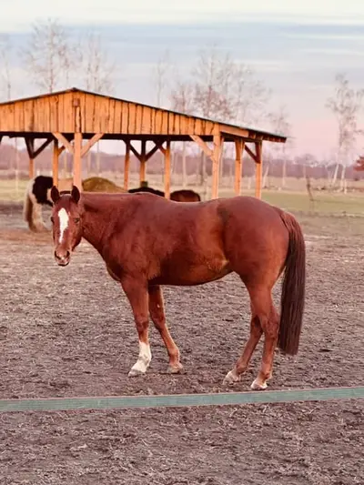 Liebe Quarter Horse Zuchtstute mit bewährter Allround-Abstammung