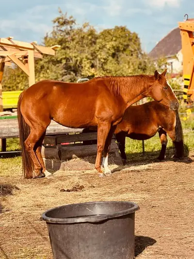 Liebe Quarter Horse Zuchtstute mit bewährter Allround-Abstammung