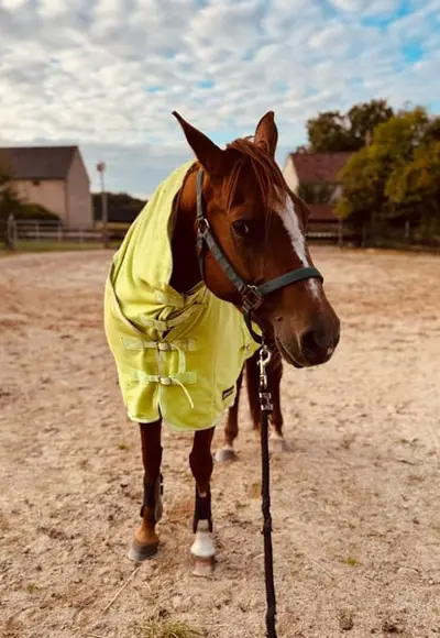 Liebe Quarter Horse Zuchtstute mit bewährter Allround-Abstammung