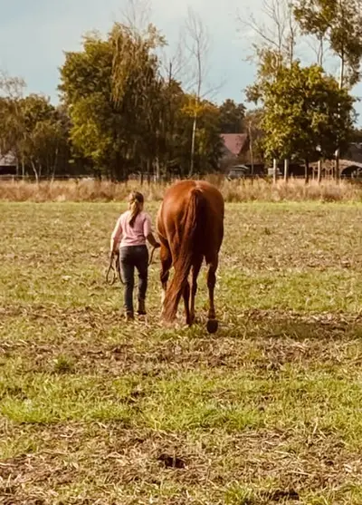 Liebe Quarter Horse Zuchtstute mit bewährter Allround-Abstammung