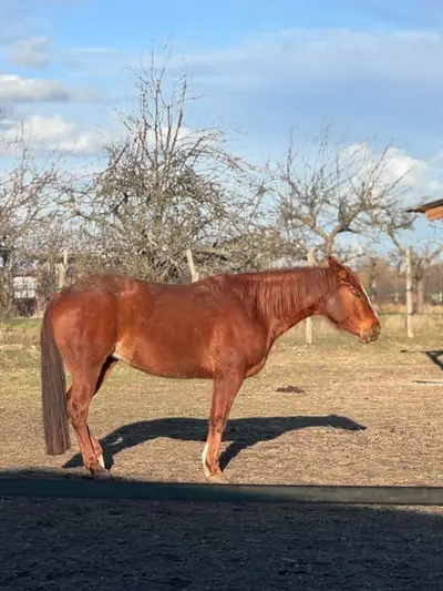 Liebe Quarter Horse Zuchtstute mit bewährter Allround-Abstammung
