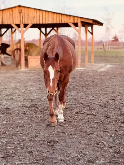 Liebe Quarter Horse Zuchtstute mit bewährter Allround-Abstammung