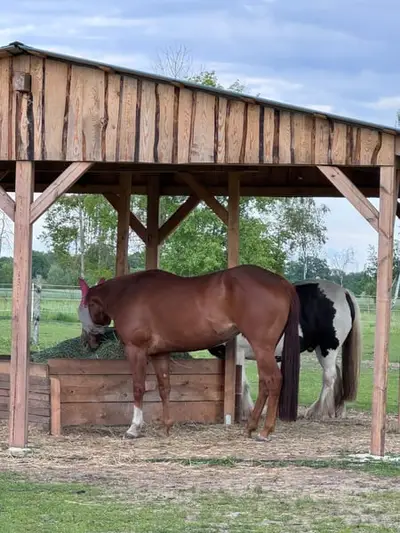 Liebe Quarter Horse Zuchtstute mit bewährter Allround-Abstammung