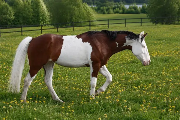 Homozygote SW1 Quarter Horse Stute mit Top-Reining-Abstammun