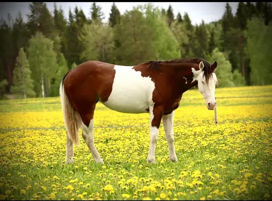 Homozygote SW1 Quarter Horse Stute mit Top-Reining-Abstammun