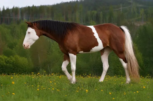 Homozygote SW1 Quarter Horse Stute mit Top-Reining-Abstammun