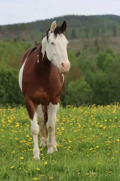 Homozygote SW1 Quarter Horse Stute mit Top-Reining-Abstammun