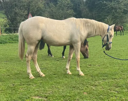 Traumhafte Quarter Horse Palomino Stute mit Top-Abstammung