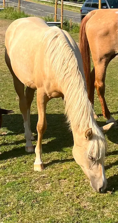 Traumhafte Quarter Horse Palomino Stute mit Top-Abstammung