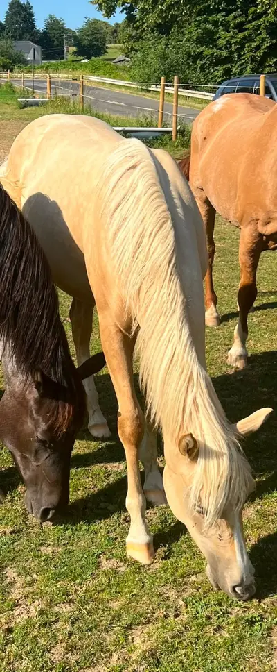 Traumhafte Quarter Horse Palomino Stute mit Top-Abstammung