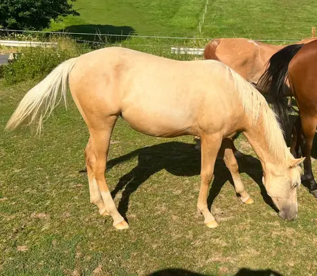 Traumhafte Quarter Horse Palomino Stute mit Top-Abstammung