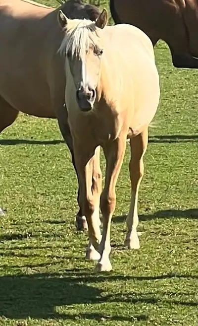 Traumhafte Quarter Horse Palomino Stute mit Top-Abstammung