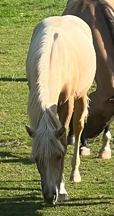Traumhafte Quarter Horse Palomino Stute mit Top-Abstammung