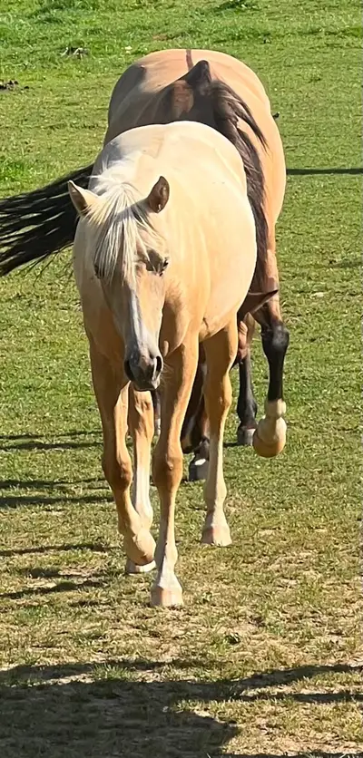 Traumhafte Quarter Horse Palomino Stute mit Top-Abstammung