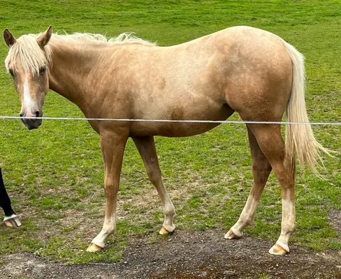 Traumhafte Quarter Horse Palomino Stute mit Top-Abstammung
