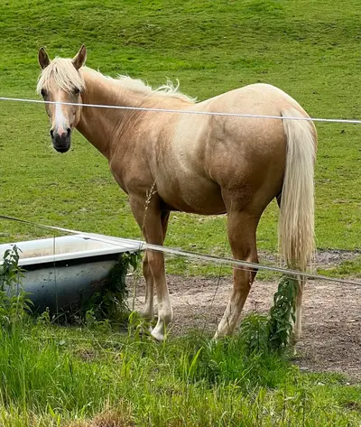 Traumhafte Quarter Horse Palomino Stute mit Top-Abstammung