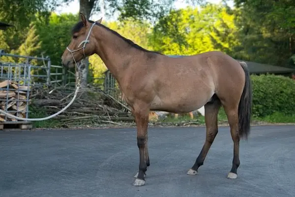 Vielversprechender Foundation Quarter Horse Youngster