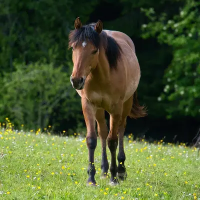 Vielversprechender Foundation Quarter Horse Youngster