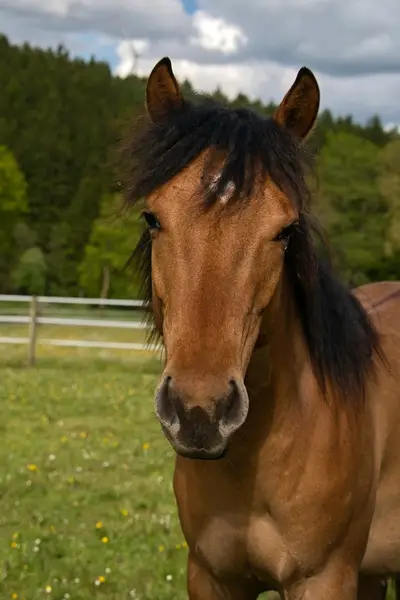Vielversprechender Foundation Quarter Horse Youngster