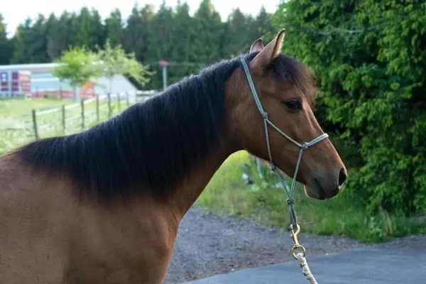 Vielversprechender Foundation Quarter Horse Youngster