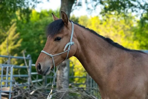 Vielversprechender Foundation Quarter Horse Youngster