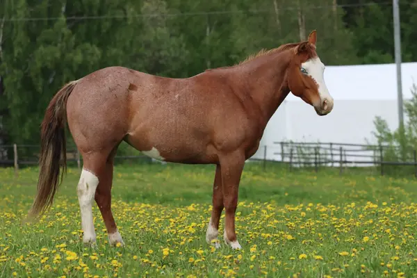Wunderschöne Quarter Horse Stute in red roan splash