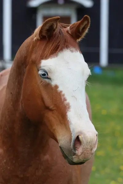 Wunderschöne Quarter Horse Stute in red roan splash