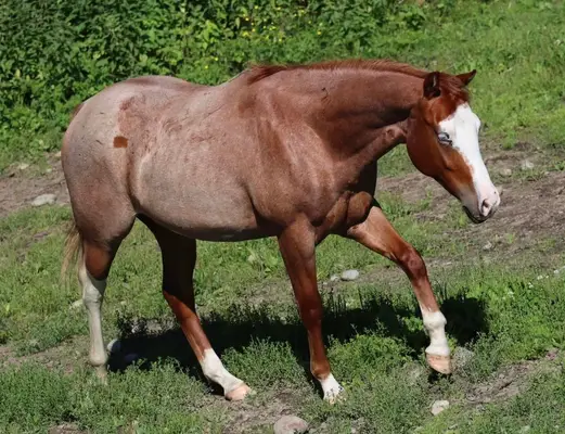 Wunderschöne Quarter Horse Stute in red roan splash