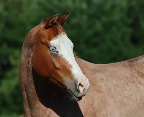 Wunderschöne Quarter Horse Stute in red roan splash