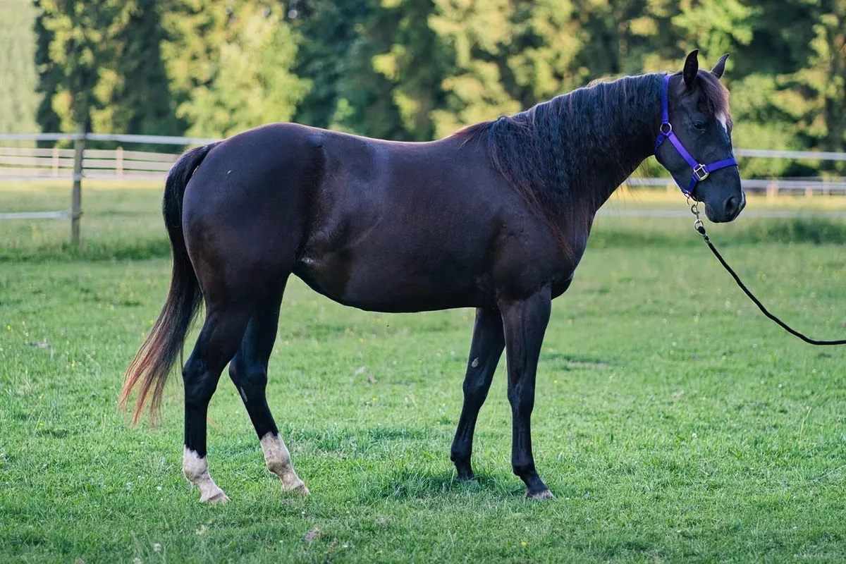 Talentierte, schwarze Quarter Horse Jungstute für Sport