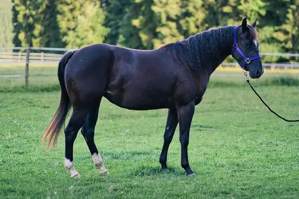 Talentierte, schwarze Quarter Horse Jungstute für Sport