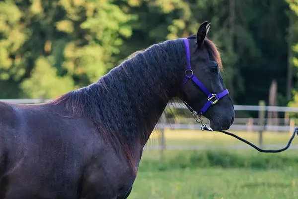 Talentierte, schwarze Quarter Horse Jungstute für Sport