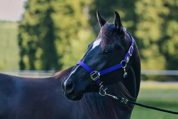 Talentierte, schwarze Quarter Horse Jungstute für Sport