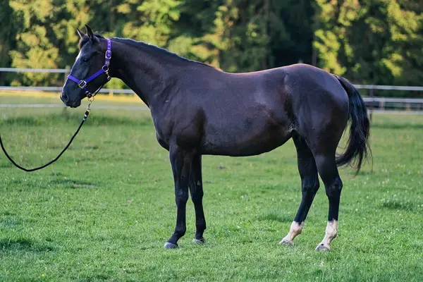 Talentierte, schwarze Quarter Horse Jungstute für Sport