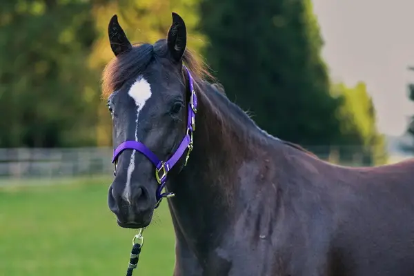 Talentierte, schwarze Quarter Horse Jungstute für Sport