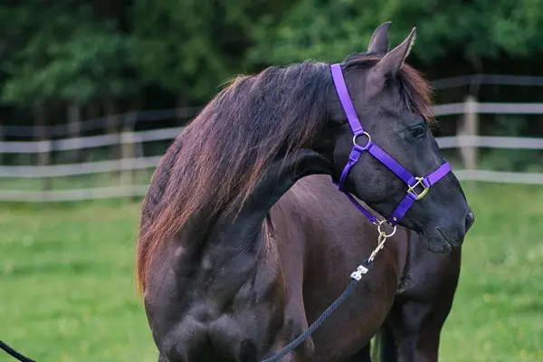 Talentierte, schwarze Quarter Horse Jungstute für Sport