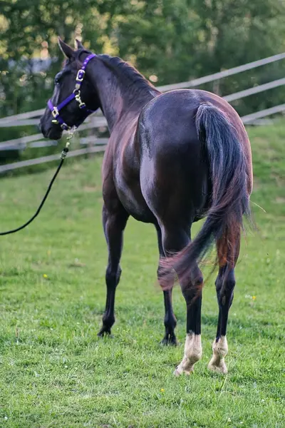 Talentierte, schwarze Quarter Horse Jungstute für Sport