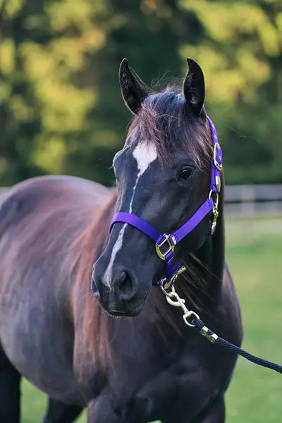 Talentierte, schwarze Quarter Horse Jungstute für Sport