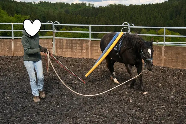 Talentierte, schwarze Quarter Horse Jungstute für Sport