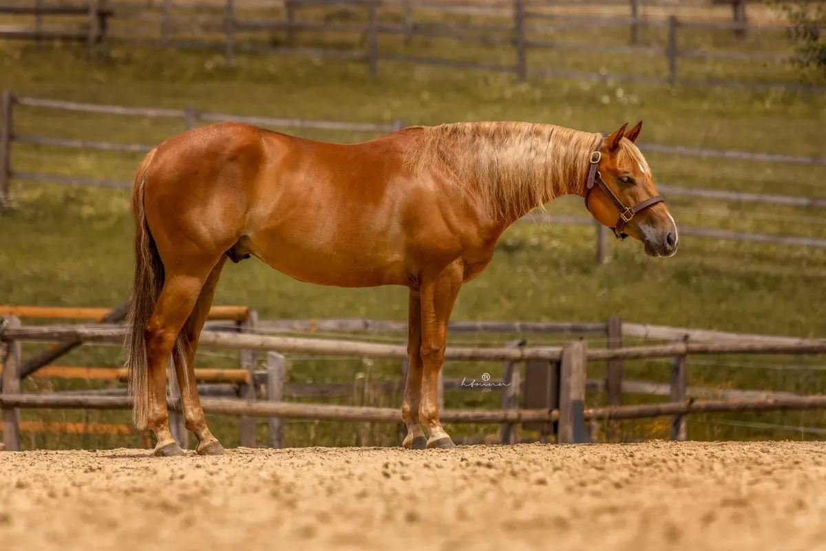 Toller Reining QH Wallach mit super Mind und viel Talent