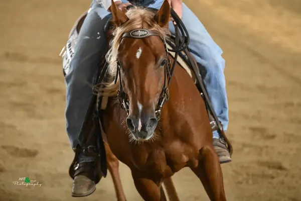 Toller Reining QH Wallach mit super Mind und viel Talent
