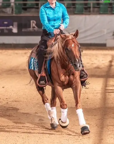 Toller Reining QH Wallach mit super Mind und viel Talent