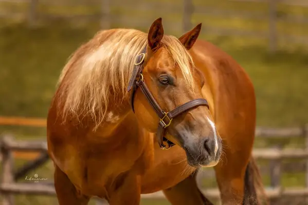 Toller Reining QH Wallach mit super Mind und viel Talent