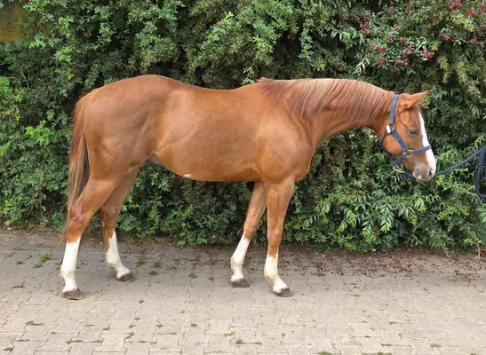 Reining-Nachwuchs mit Herz, Talent und Top-Abstammung